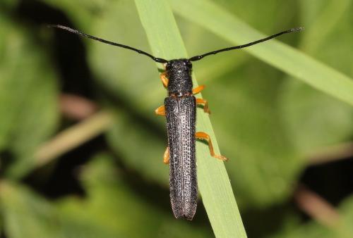 Oberea linearis
